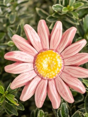 Meadow Daisy - Pink