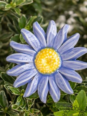 Meadow Daisy - Light Blue