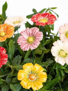 Garden Cosmos