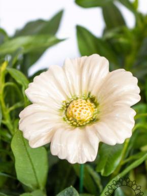 Garden Cosmos - White