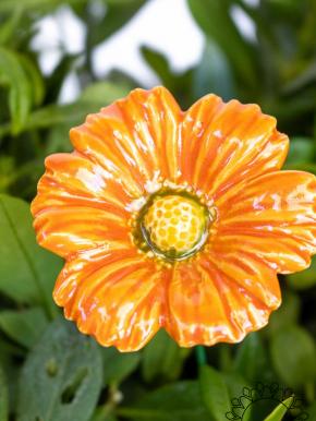 Garden Cosmos - Orange