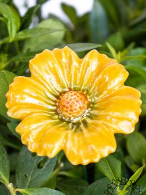 Garden Cosmos - Yellow