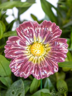 Garden Cosmos - Purple