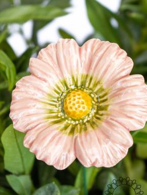 Garden Cosmos - Light pink