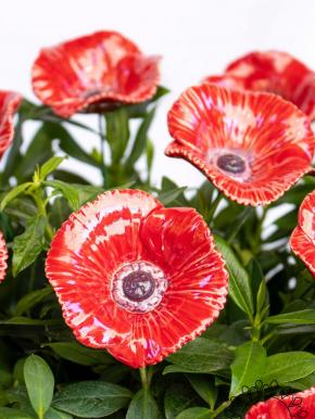 Poppy