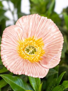 Decor Poppy - Light pink