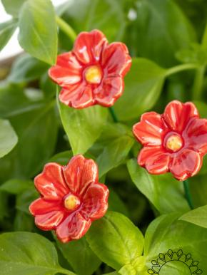 Primula - Red