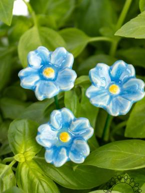 Primula - Light Blue
