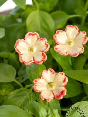 Primula - Blush-Edged
