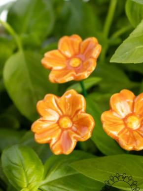 Primula - Orange
