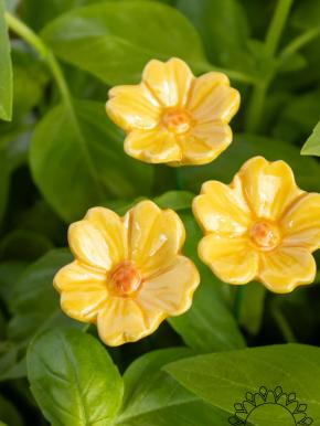 Primula - Yellow