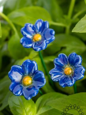 Primula - Blue