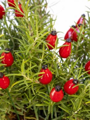 Rosehip