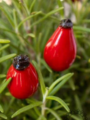 Rosehip - Red