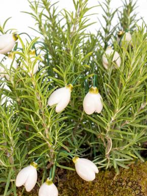 Snowdrop