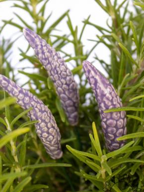 Lavender - Light purple