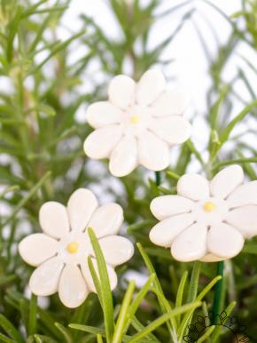 Mini Daisy - White