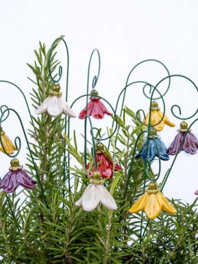 Hanging Bellflower 