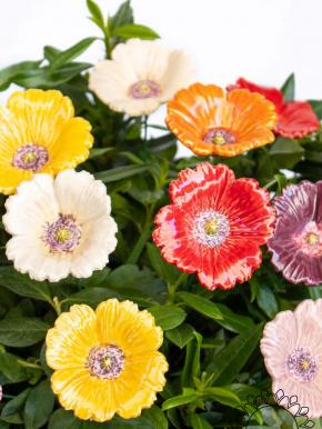 Garden Poppy