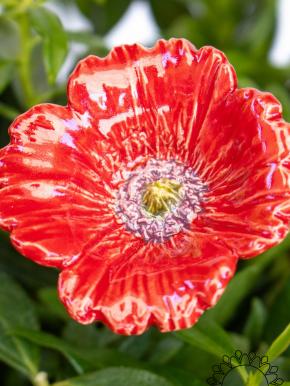 Garden Poppy - Red