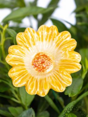 Moonflower - Yellow