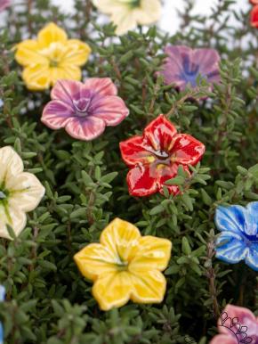 Mini Mirabilis