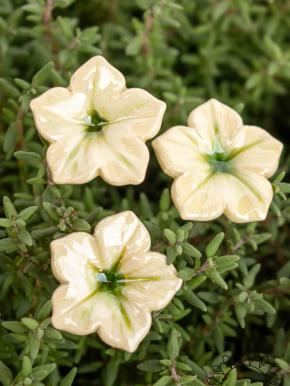 Mini Mirabilis - White