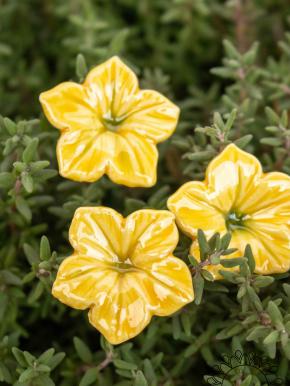 Mini Mirabilis - Yellow