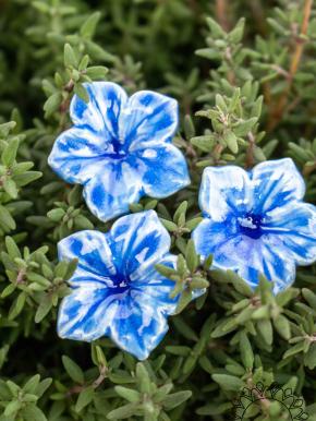 Mini Mirabilis - Blue