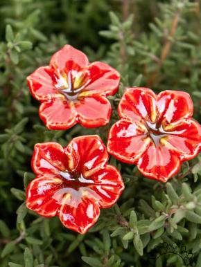 Mini Mirabilis - Red