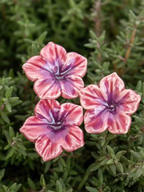 Mini Mirabilis - Pink