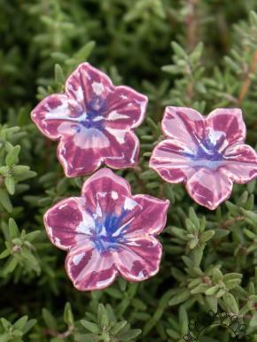 Mini Mirabilis - Purple