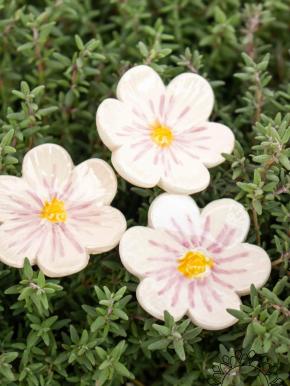 African Violet - White