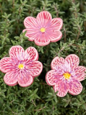 African Violet - Pink
