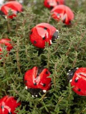 Ladybug