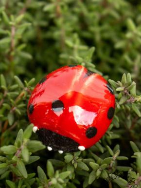 Ladybug - Red