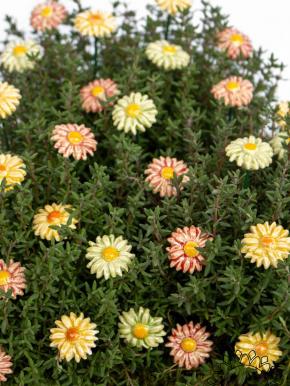 Mini Meadow Daisy