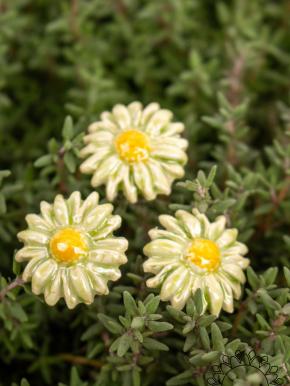 Mini Meadow Daisy - Green