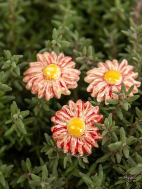Mini Meadow Daisy - Red