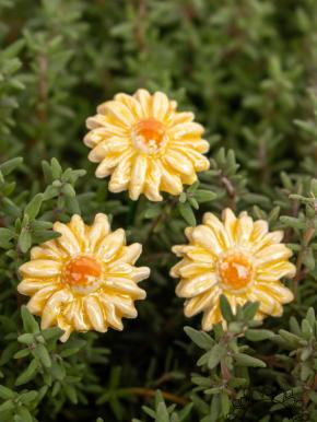 Mini Meadow Daisy - Yellow