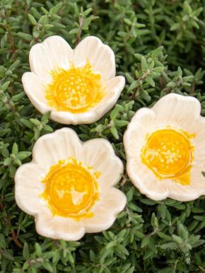 Wild Rose - White