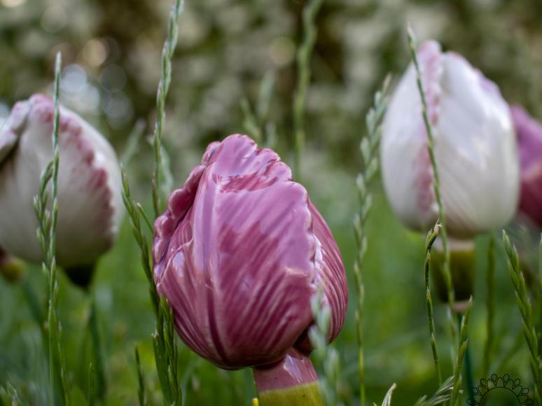 Tulip - Pink