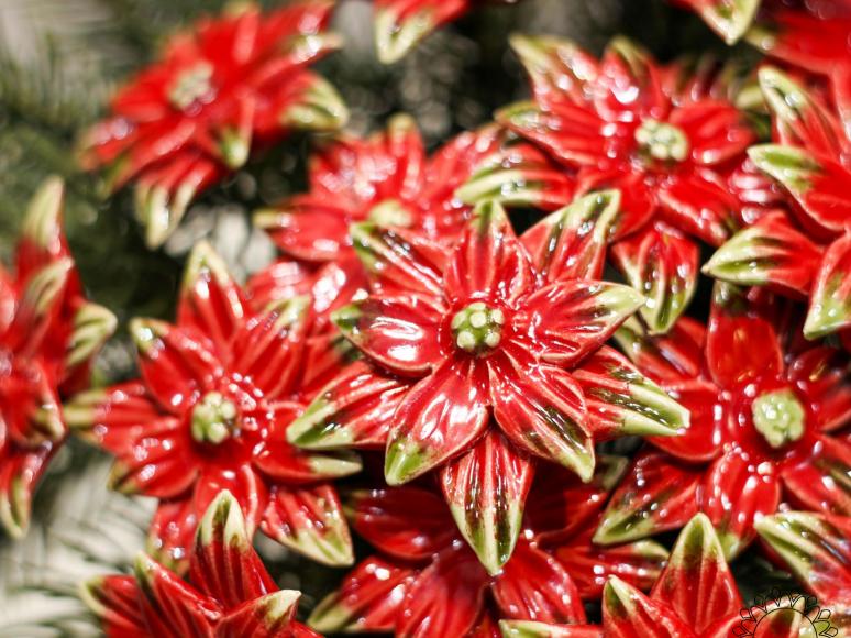 Poinsettia