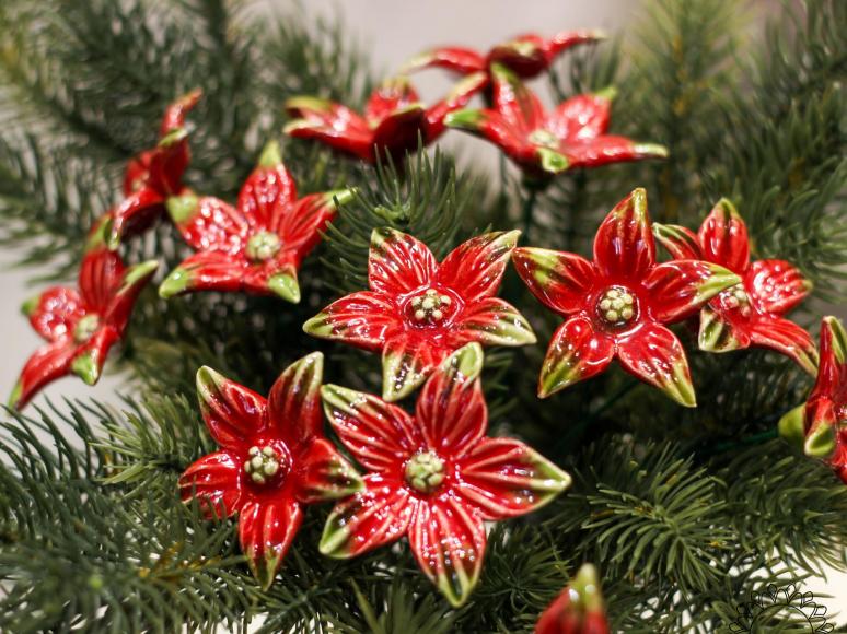 Starflower