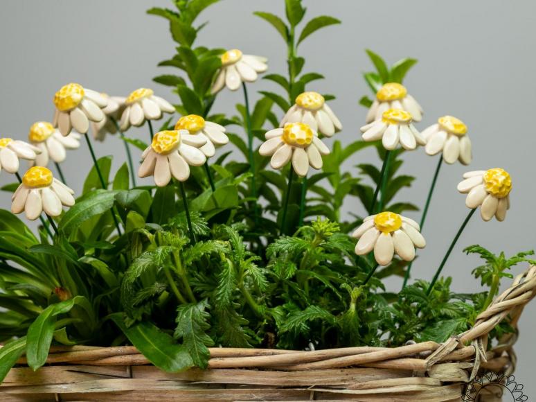 Chamomile