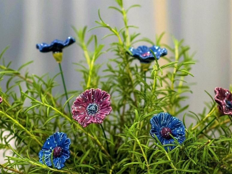 Cornflower