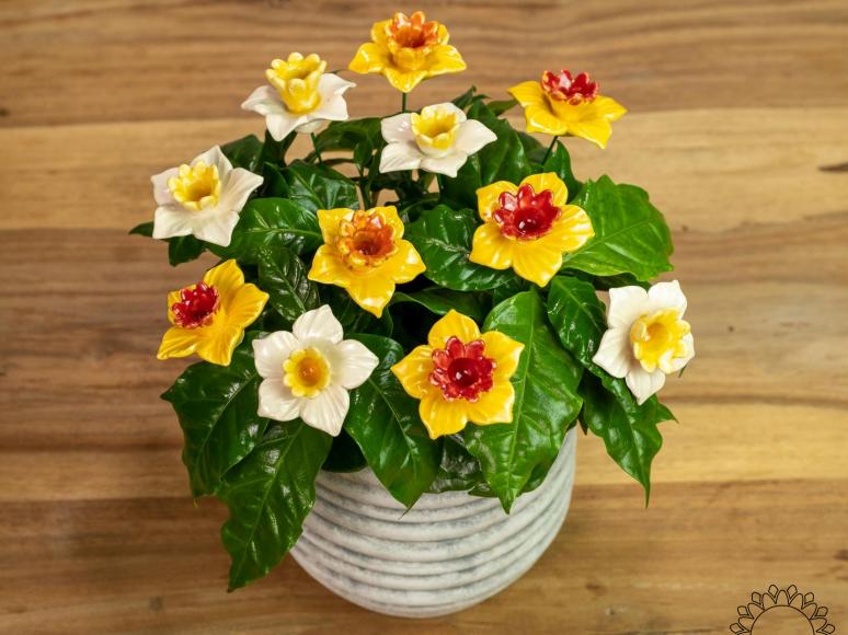 Daffodil