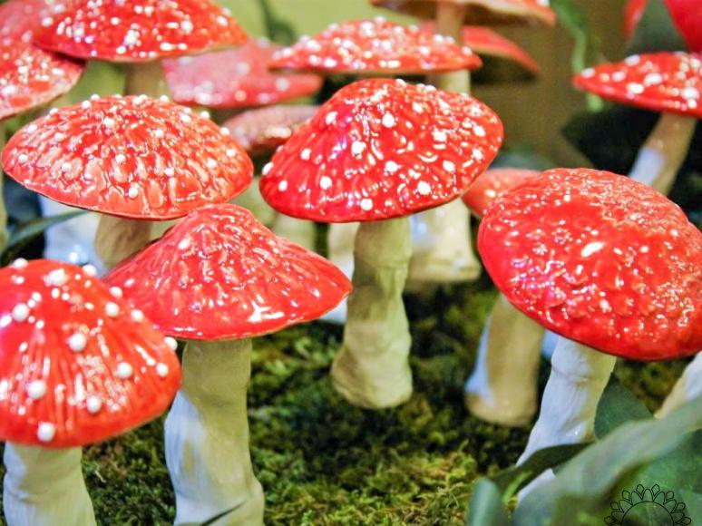 Magic Mushroom