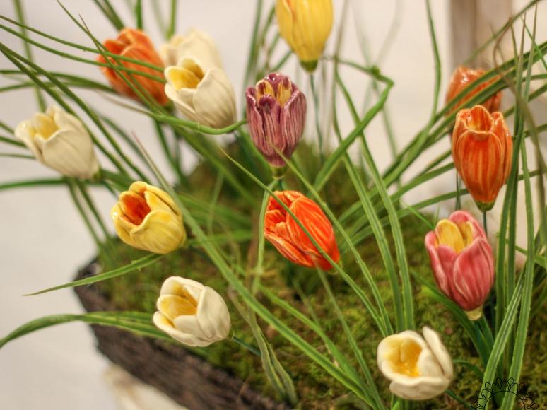 Crocus