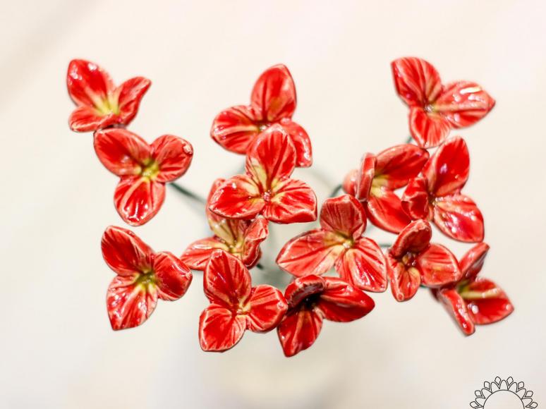 Freesia